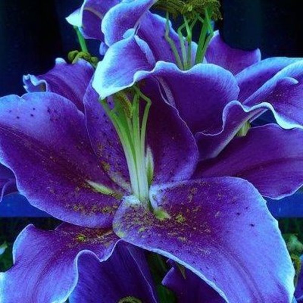 Meet your Posher, Liliya